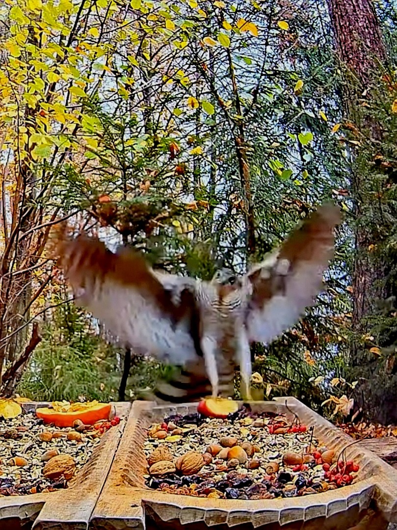 livebirdspoland_1e15dff663bb13e4c0ed20016d223c59.jpg