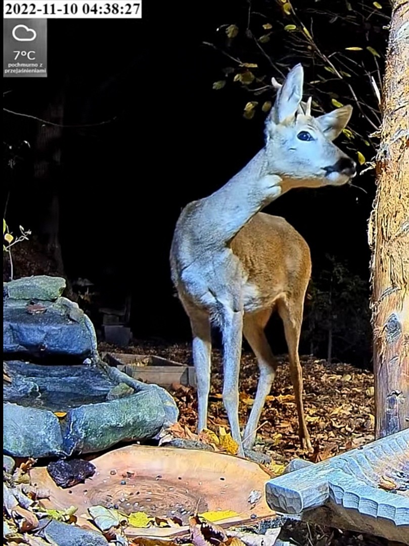 livebirdspoland_2761ab5a3ef96403ca3fa275aa42233a.jpg