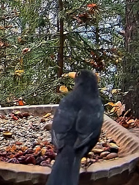 livebirdspoland_358b79b5d7f48ba859edc9b999142db5.jpg