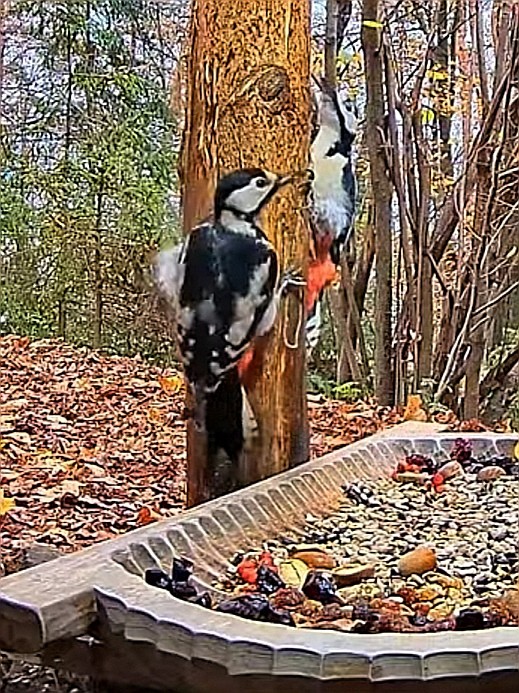 livebirdspoland_53c67c966f6b2cd1918f0c1d4dd8a676.jpg