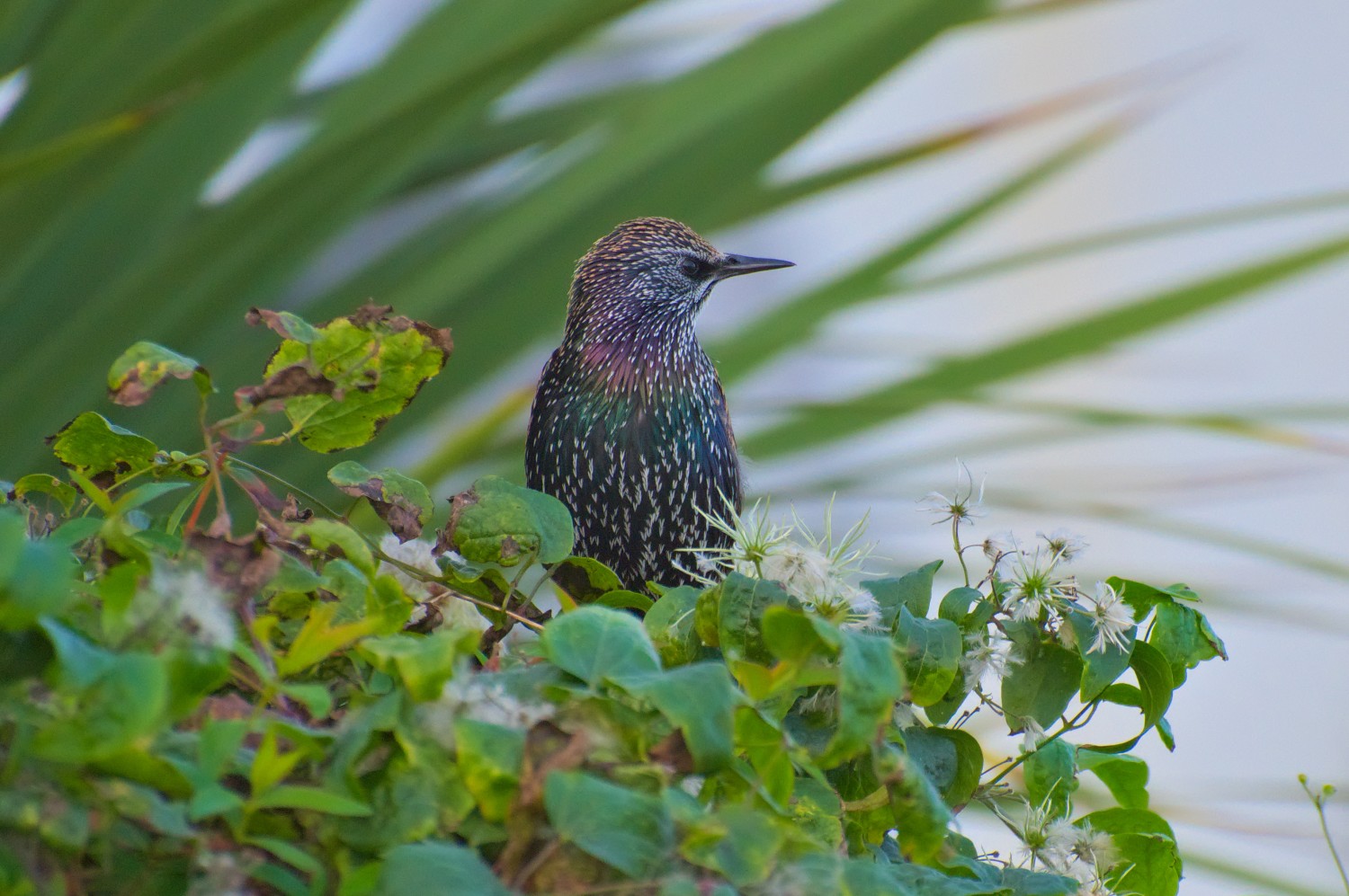 livebirdspoland_e264f284dae3abd08d4f274934e75dce.jpg