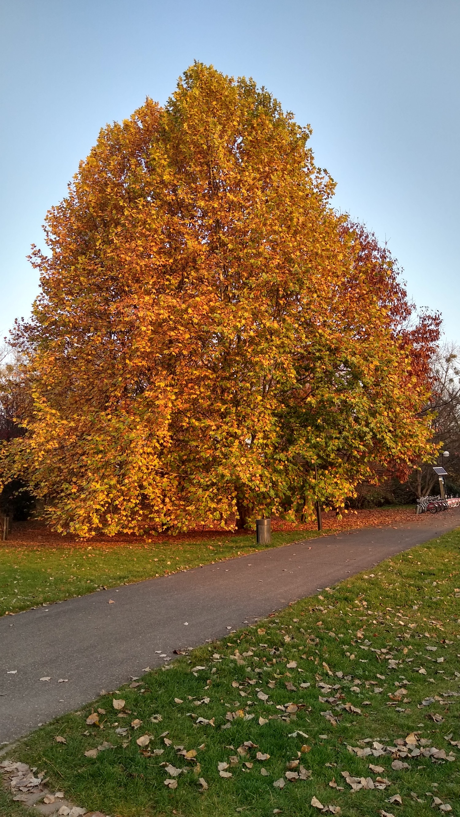 livebirdspoland_3766239fd132d9ff26e9eb9360fa2e54.jpg