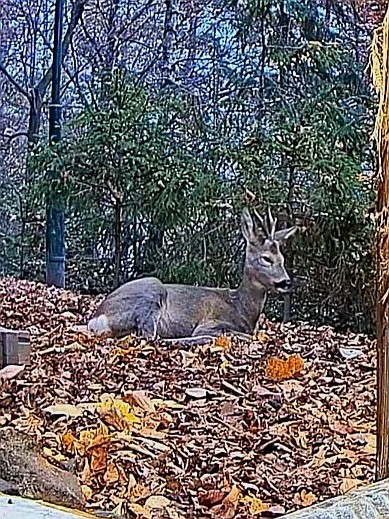 livebirdspoland_c2079187b91f49d332d2ab7a5918d9a7.jpg