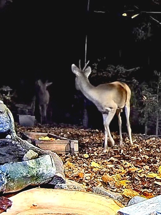 livebirdspoland_708b732e3ec989c0ac604d8667a295fe.jpg