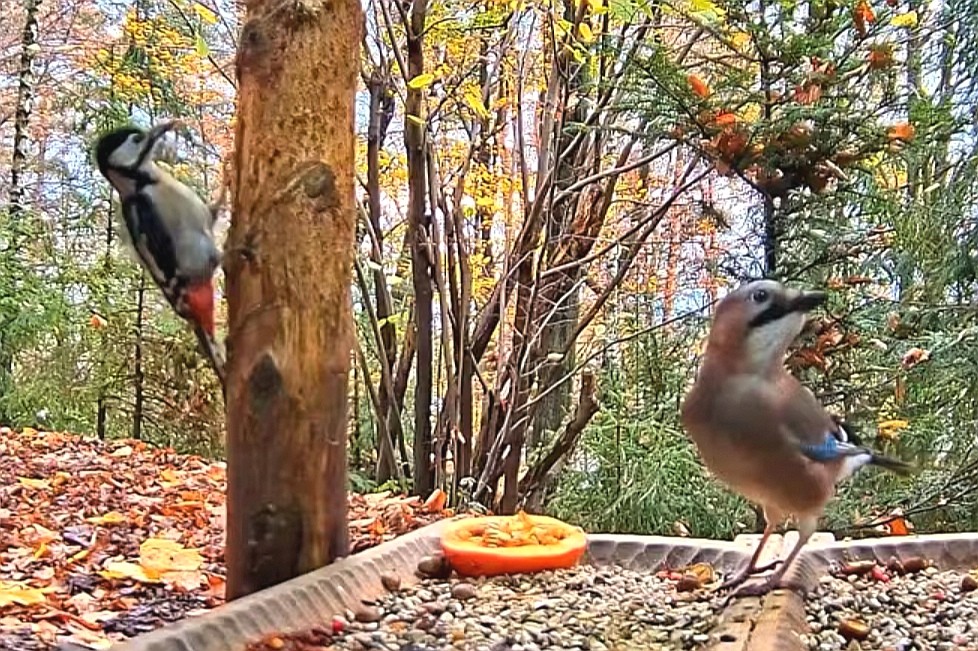 livebirdspoland_f6e379ca148824c600e1801d6c8624aa.jpg