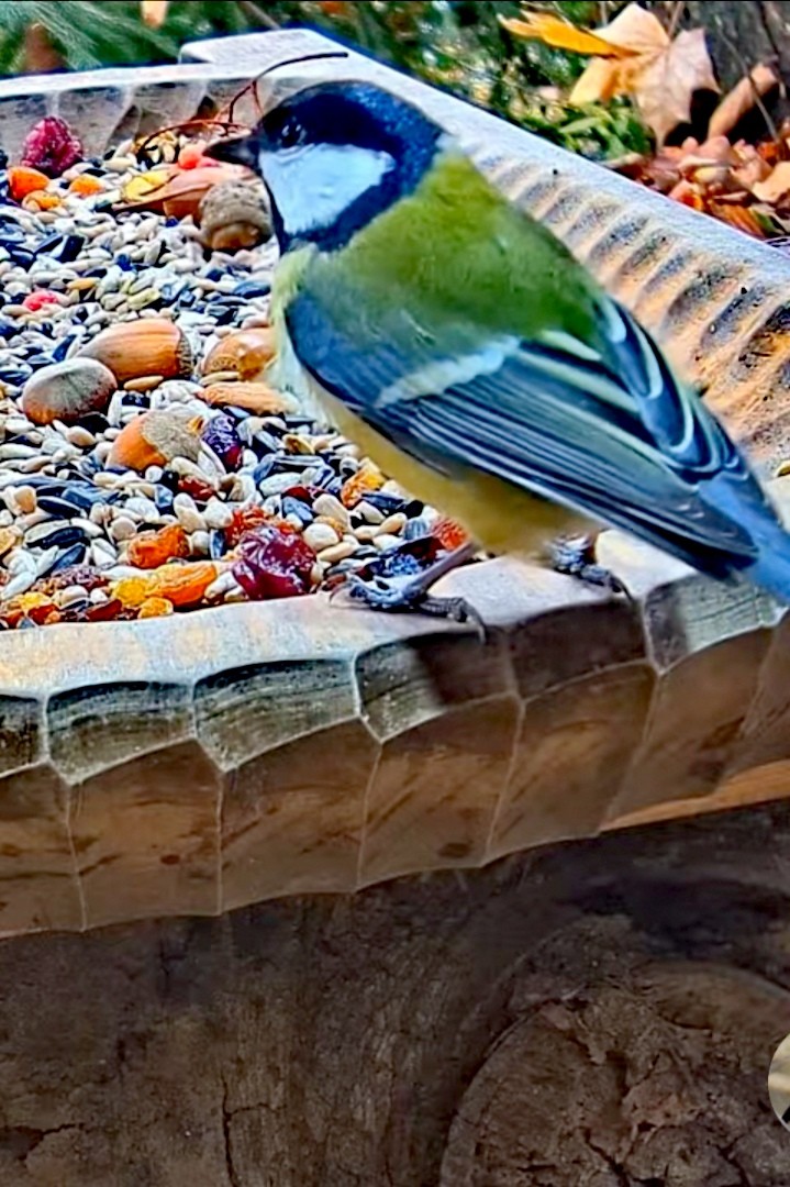 livebirdspoland_746597924df7cacf885ab240e75c63c8.jpg