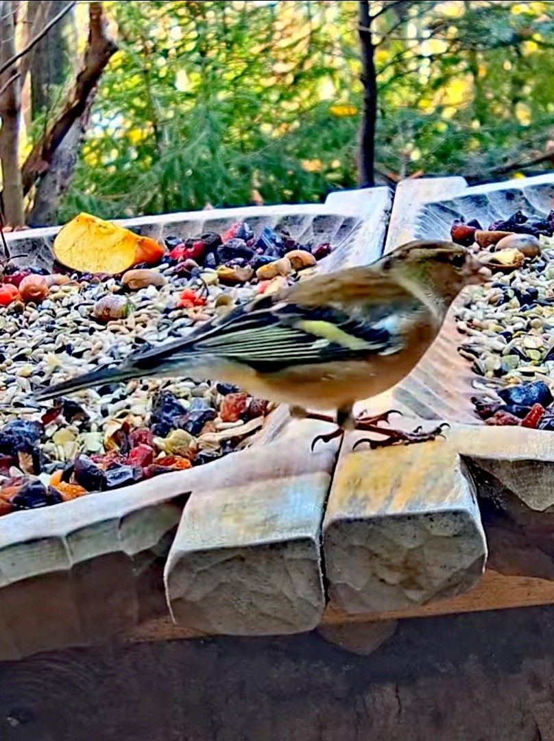 livebirdspoland_7f6843b06caef0279a9f6db0b72f3e0b.jpg