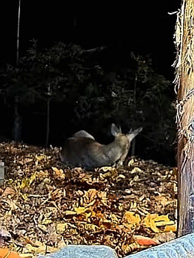 livebirdspoland_d7e741a77f8c0198db99004eeba36c3d.jpg