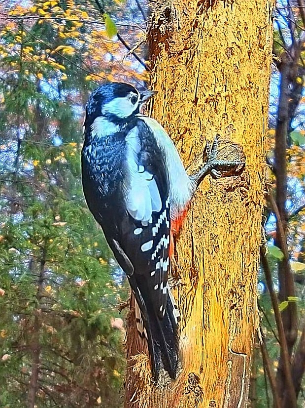 livebirdspoland_e2903bea86bb6decc4d3b69da7695f8d.jpg