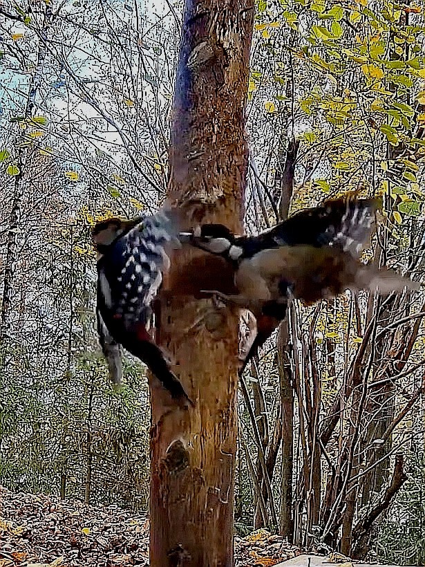 livebirdspoland_f0b92ae58b9302458f3376f9f5b1983e.jpg