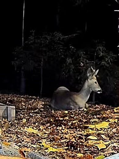 livebirdspoland_e3c2778196fc94211cae901c888436c2.jpg