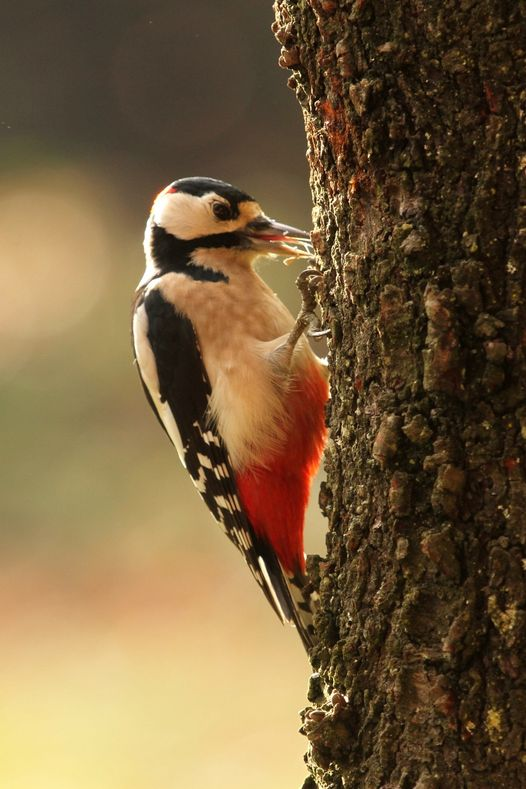 livebirdspoland_7e8f220ac960e8ff469c4ce52337279e.png