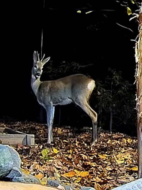 livebirdspoland_b5fb696bbdae7439f78680630fb64f43.jpg