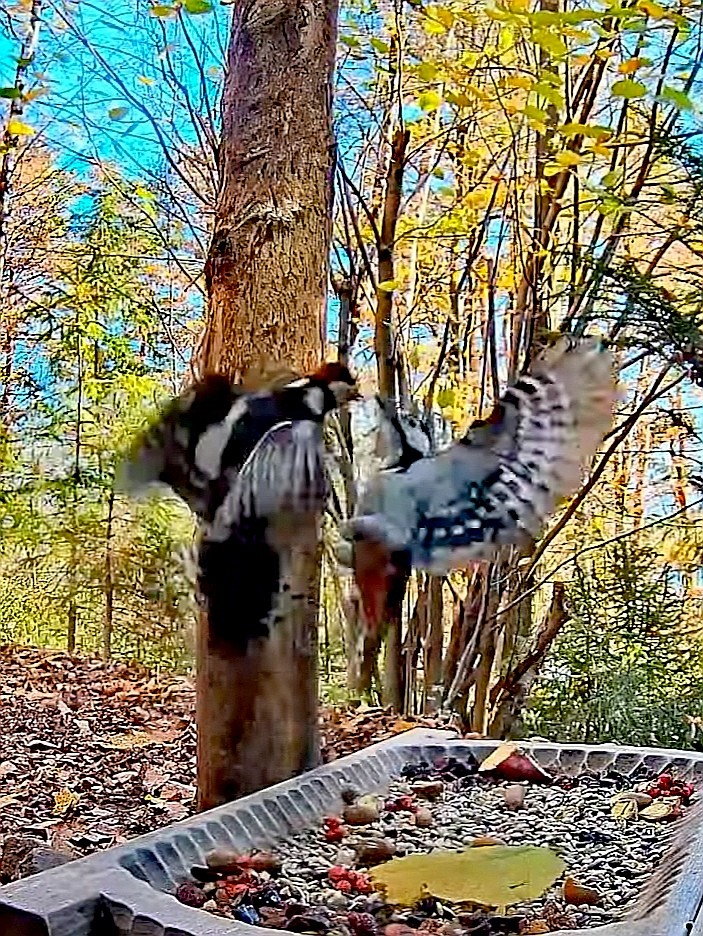 livebirdspoland_29b4246257f469e920ef7f5f9b8078ab.jpg
