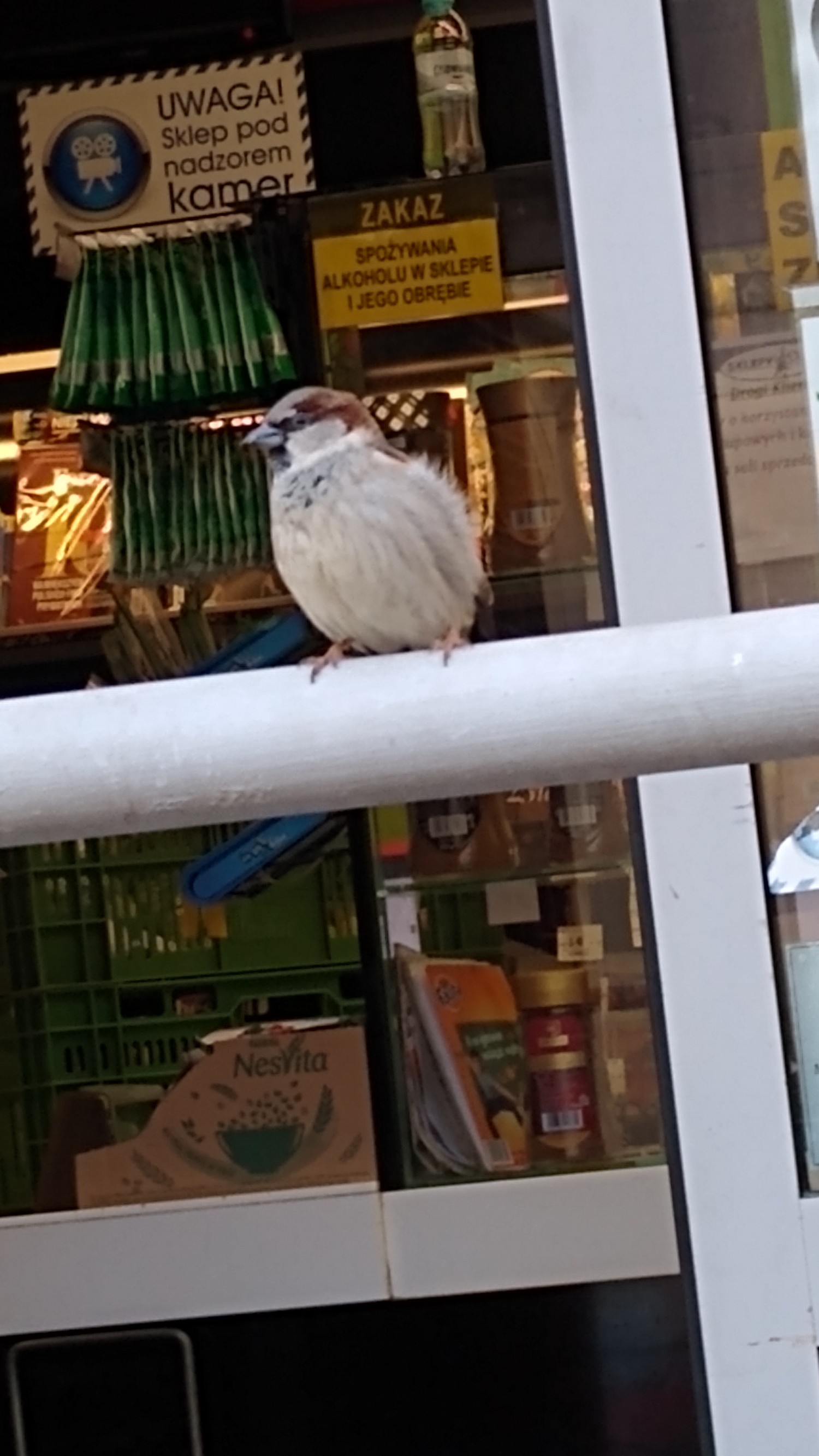 livebirdspoland_df5e46f3be81f681e2e6844a2aacb0a6.jpg
