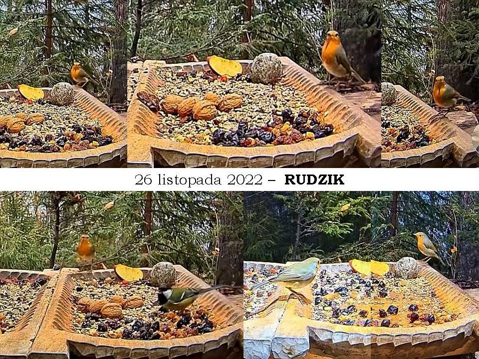 livebirdspoland_e8d9c22e67bb90afe7c5eb31ca0b047d.jpg