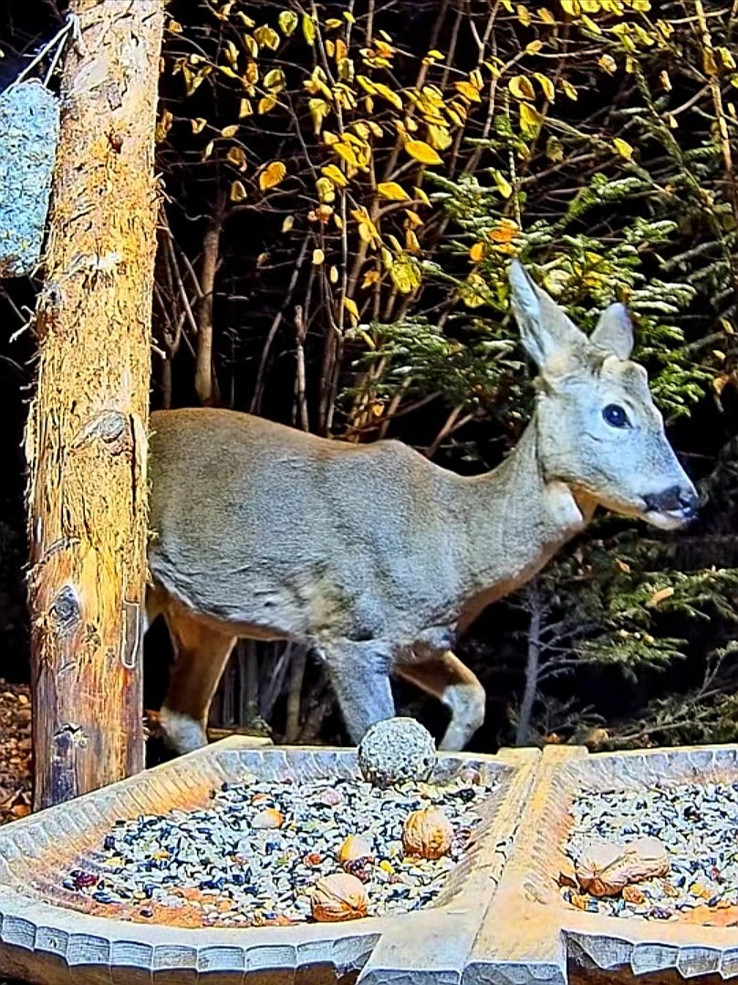 livebirdspoland_63f7c4270d3019aa75303845adb35a7a.jpg