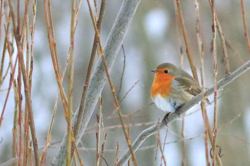 livebirdspoland_d1ccbb5df1f77a44950e8968fc4b3e5c.png
