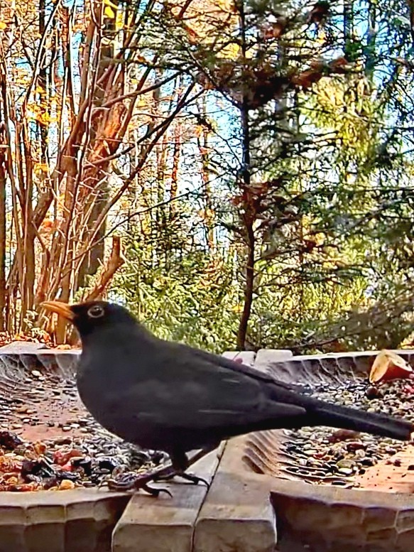 livebirdspoland_971c8e84a5f5702ad66baf05a73c9539.jpg