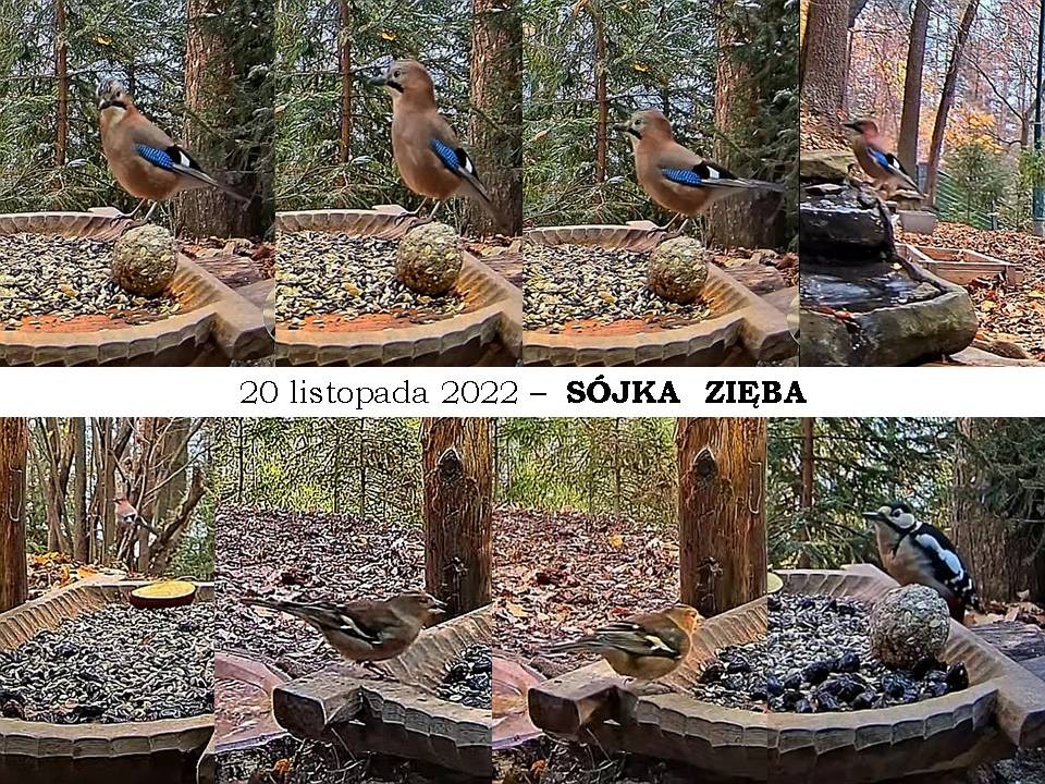 livebirdspoland_2693f4d763acf7881f4772181948d3a0.jpg