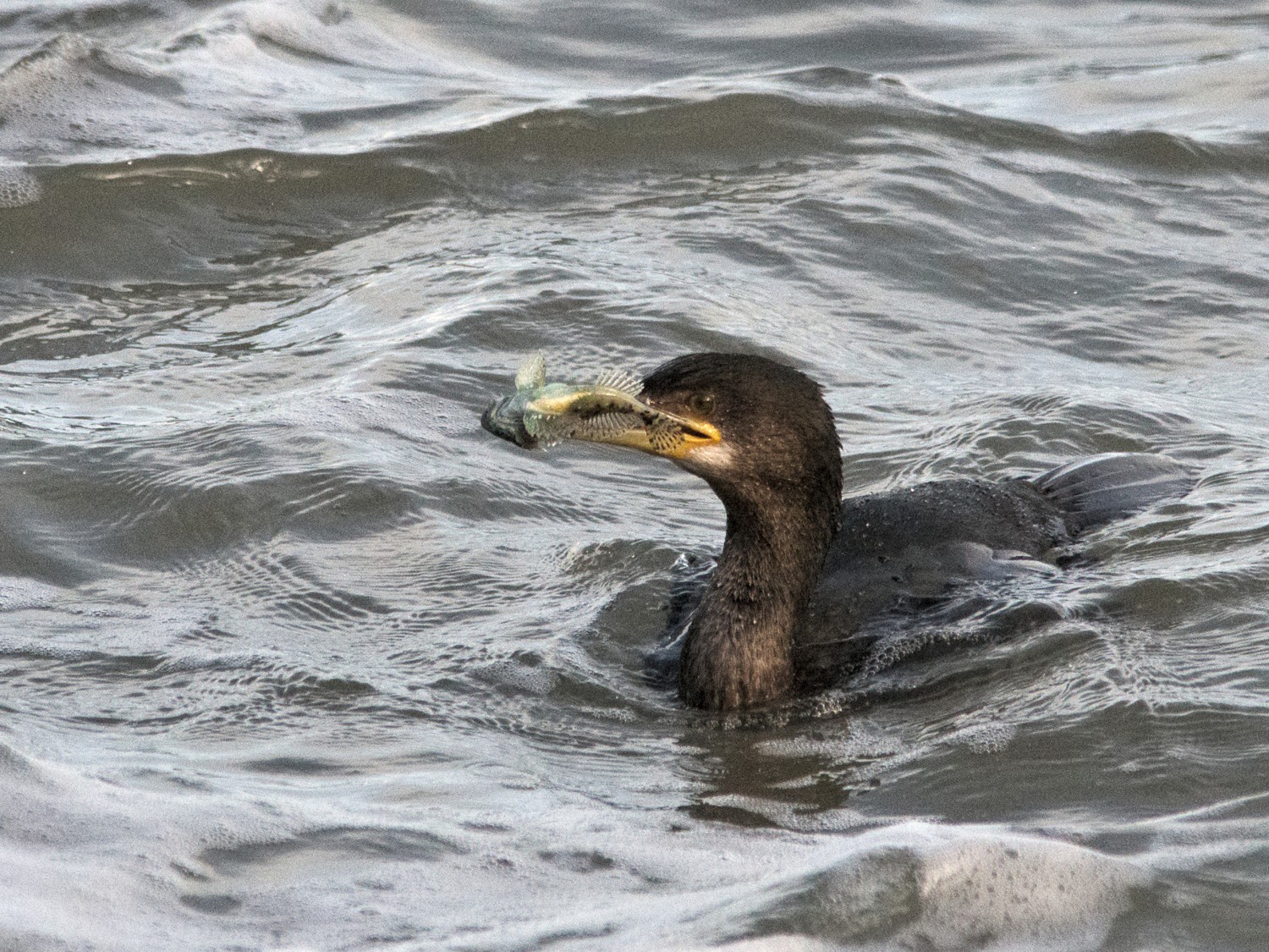 livebirdspoland_8ec08b9e4cb20c242cb23bfe548ebe5d.jpg