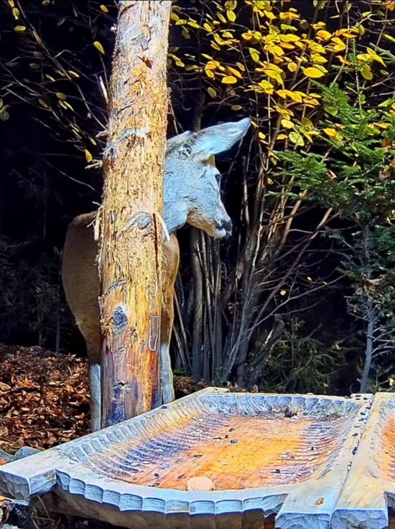 livebirdspoland_56b4b56f45f5d6870b57cba1449882c5.jpg