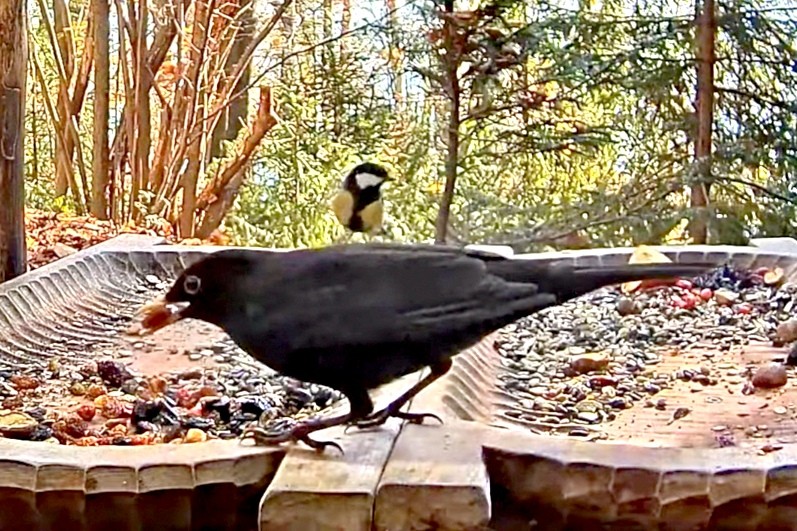livebirdspoland_712026900e319aa5c59d837001fe9d7d.jpg