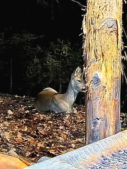 livebirdspoland_44672cab2fdcb06b9efa3cf7cb9a0307.jpg
