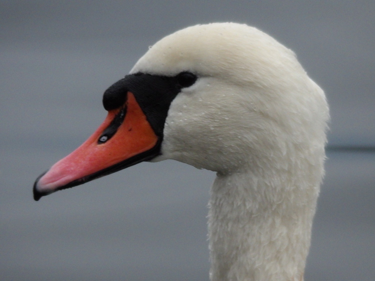 livebirdspoland_97db4006a836421ce1183110aee9b030.jpg