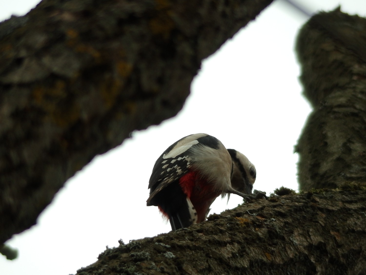 livebirdspoland_ec9edfa9f0d2b2c62622be54378b623a.jpg