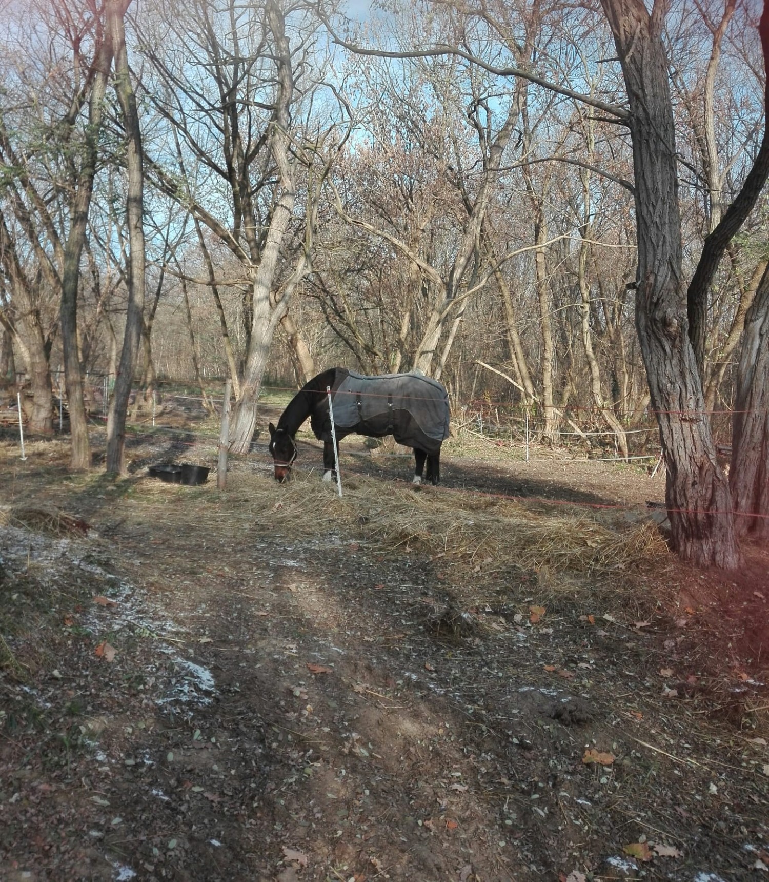 livebirdspoland_846bfa42267a2f783369e2f9f90b9214.jpg