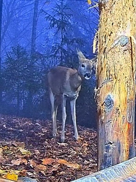 livebirdspoland_23aa7271b1f65f0c0b8b25a194e3b65c.jpg