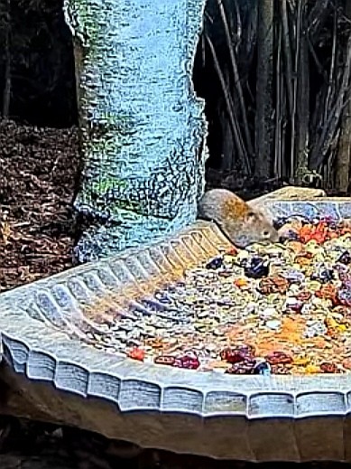 livebirdspoland_230bba9cb902a45761c09406c123fce0.jpg