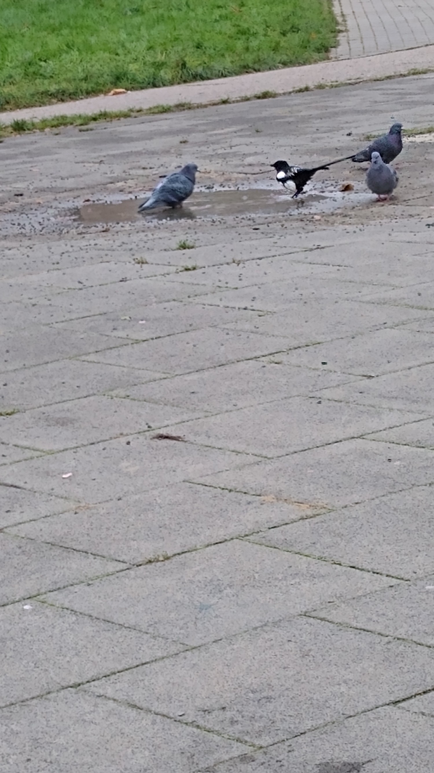 livebirdspoland_2f04a8c542e7edf867e39a00e43cfc63.jpg