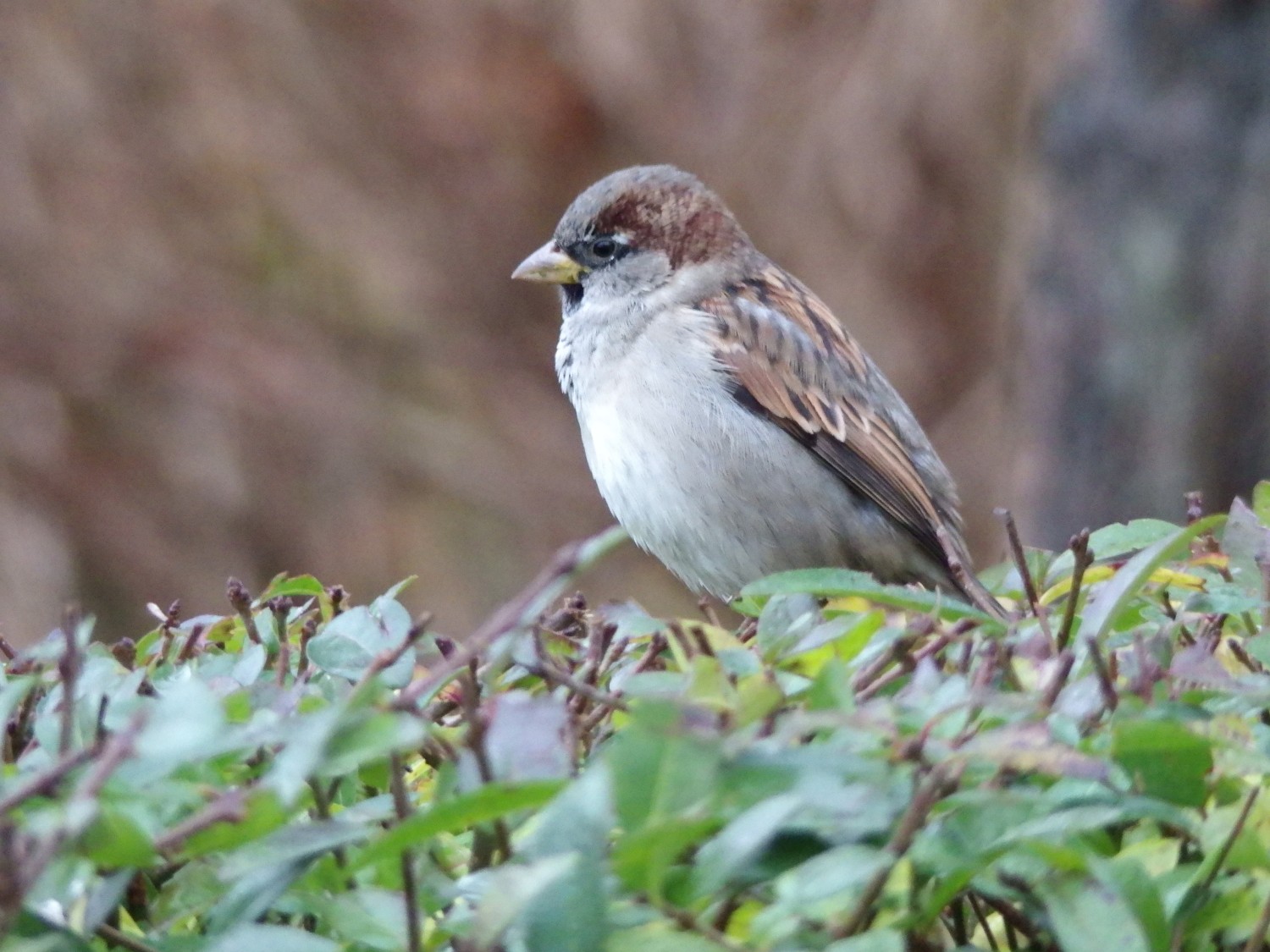 livebirdspoland_20eb478711203398cc6168603aee32e7.jpg
