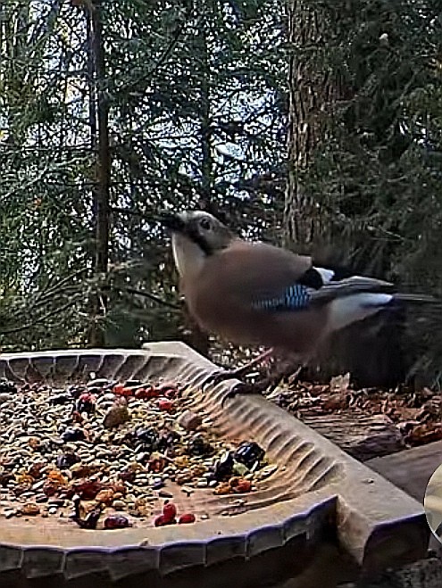 livebirdspoland_277c9c19f65c24d52d5a0606be44c0f5.jpg