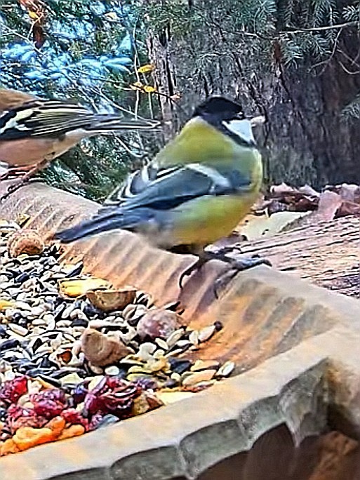 livebirdspoland_7d866756809a44a1d8010934387cf0d9.jpg