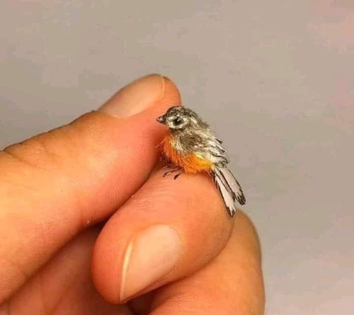 livebirdspoland_3c34a86e20b2862048c2486d4ddfd631.jpg