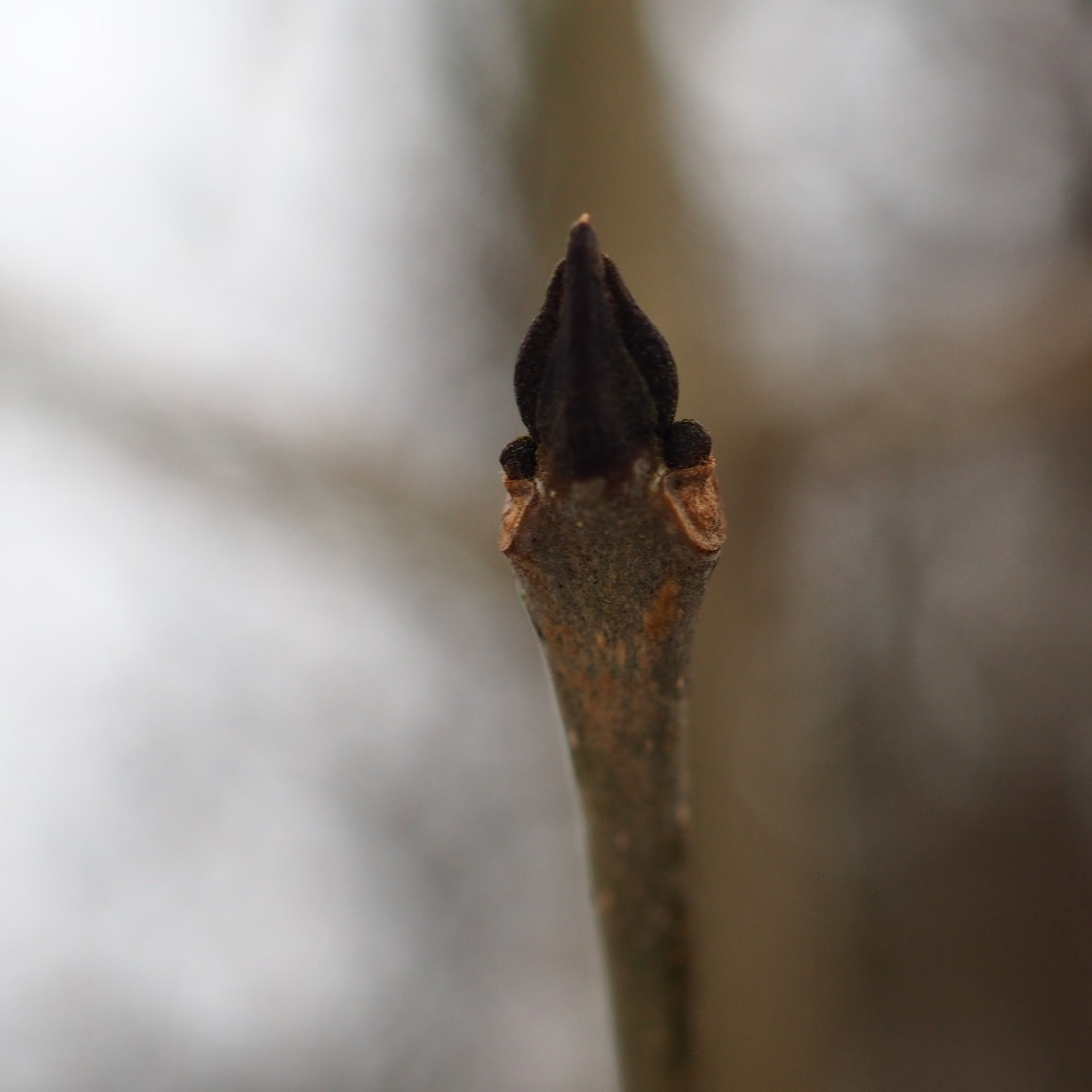 livebirdspoland_7a972d02d46c87b6e9e6b2c1f390a8ea.png