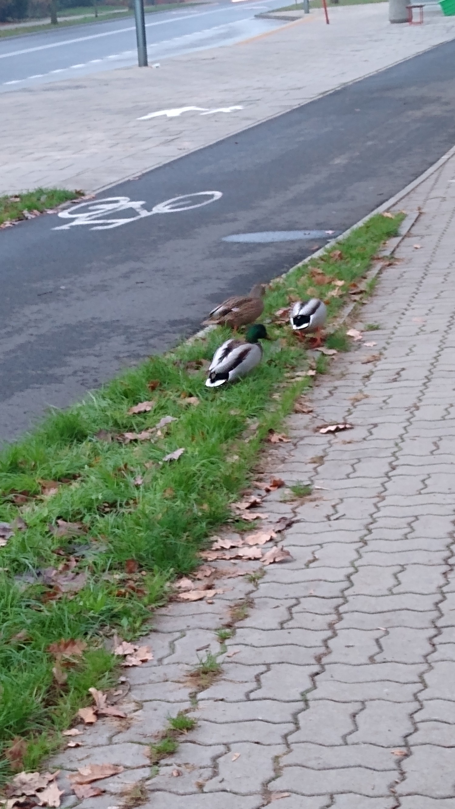 livebirdspoland_98bb0ecae2e446b2e138cceb5c0da34e.jpg