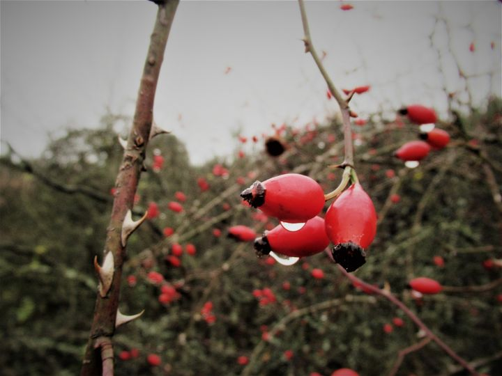 livebirdspoland_be4109d054bec0c69dac3756726f2820.png