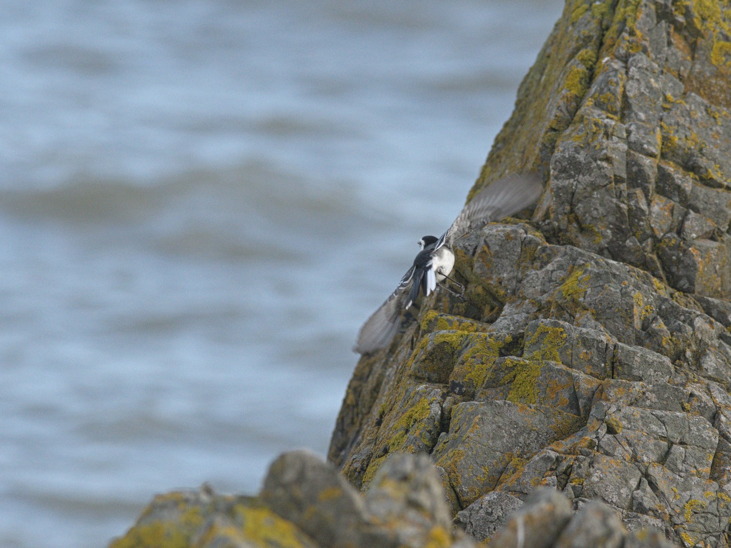 livebirdspoland_d779020082e65b3ae2244c63844d5029.jpg