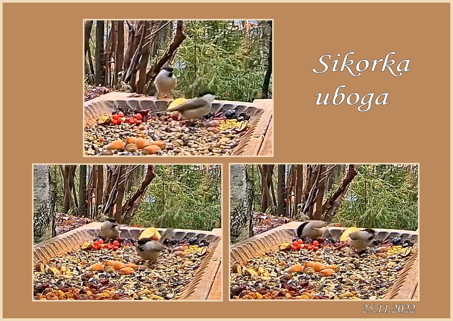 livebirdspoland_9fab3f62d37fbb30188ba49f380c60a0.jpg