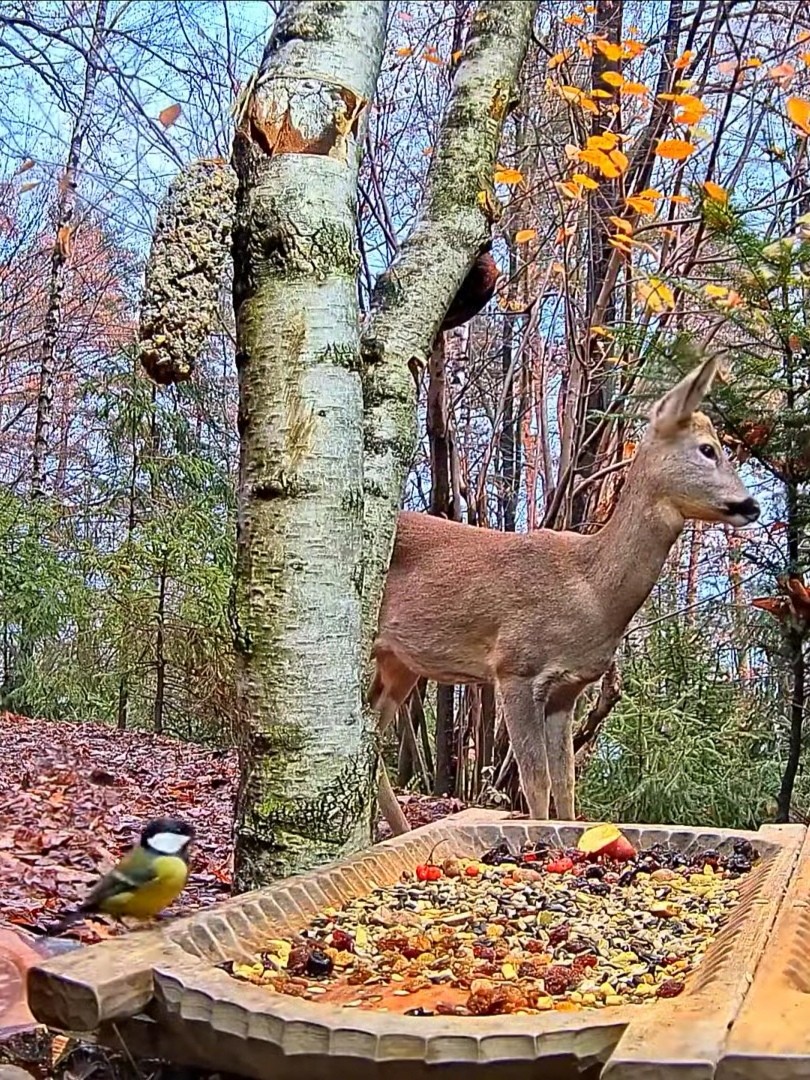 livebirdspoland_31861ca64eaa28cc8928227c8b193475.jpg
