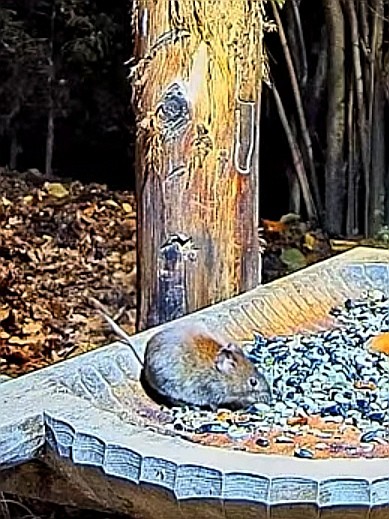 livebirdspoland_95740e6f45ee26277241254413bf2327.jpg