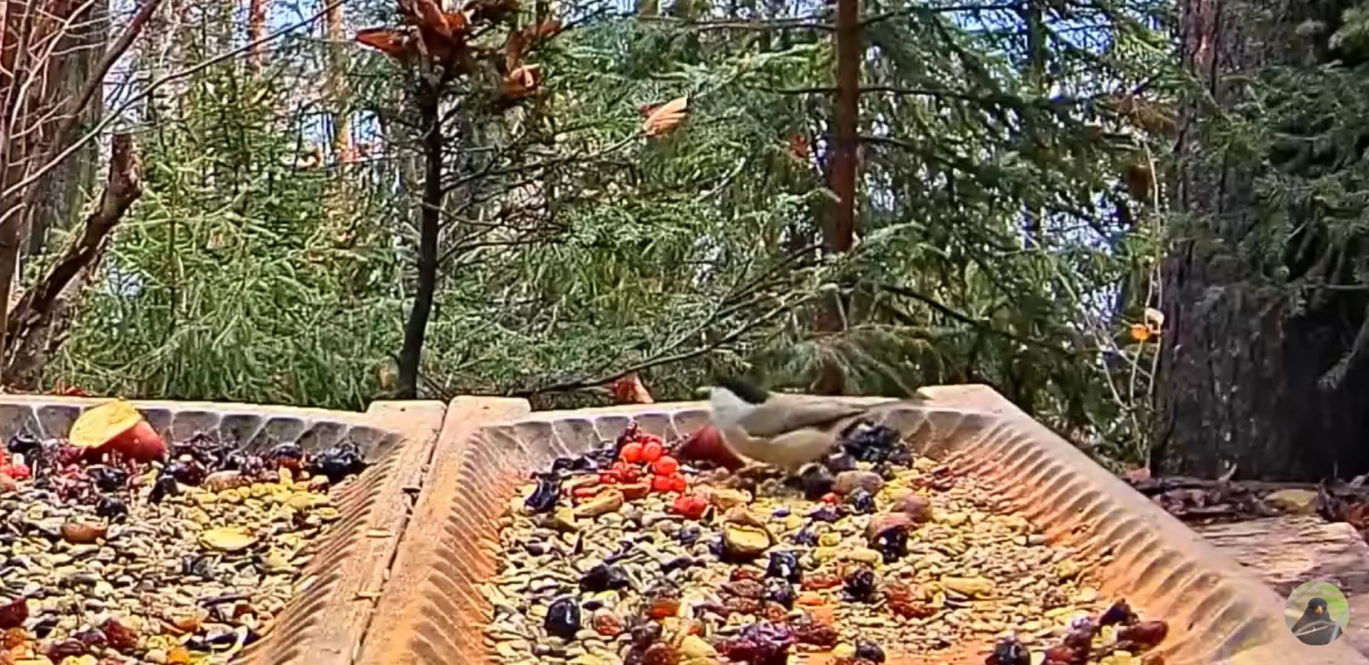 livebirdspoland_70e202b3696ced304702f147fe17387c.jpg