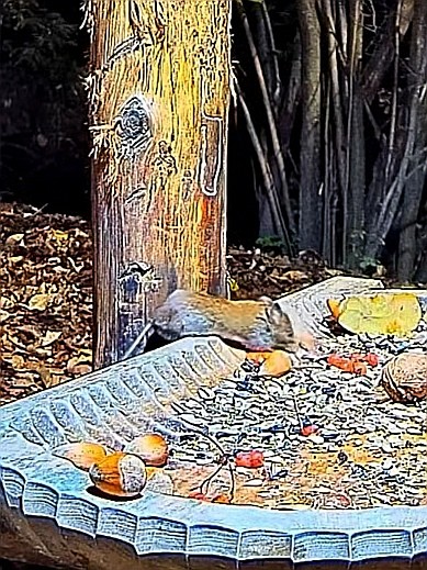 livebirdspoland_68345b9d83691c92d5caf7cf51c0211d.jpg