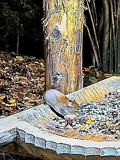 livebirdspoland_3c71a3bb2ab8190ee76ab0fb3fd605b0.jpg