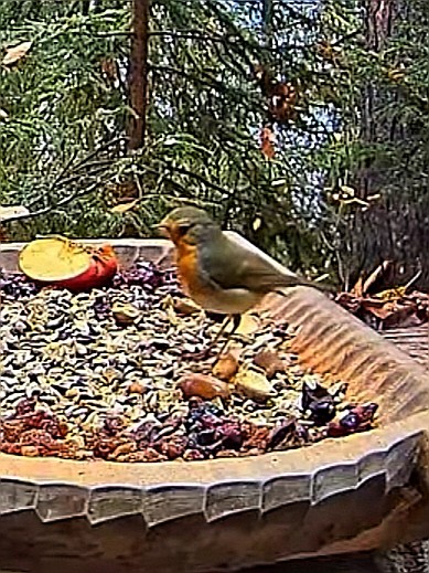 livebirdspoland_3a4feaad5a76d9f394398e458e8fe467.jpg