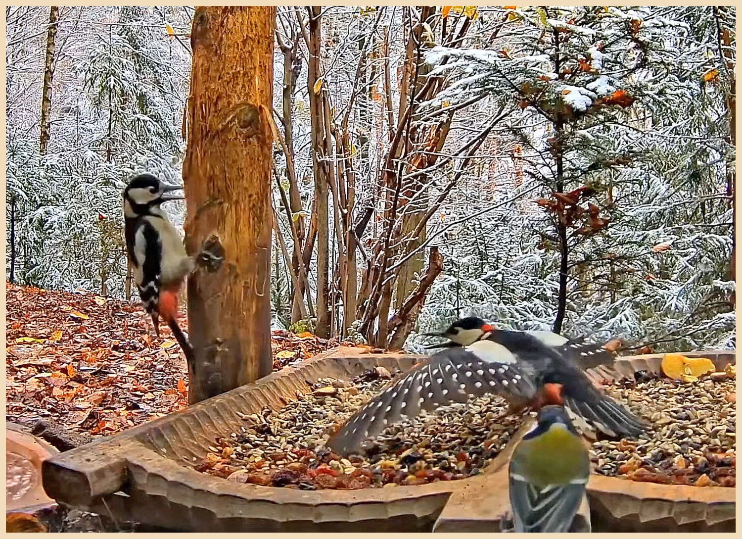 livebirdspoland_f507f60d8741e1451ed1632ed86d2200.jpg